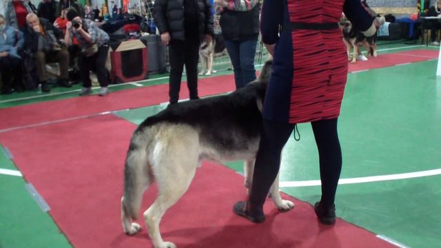 Тула 2022 кобели открытый Фиелисс Лейден Bestdog.mybb.ru