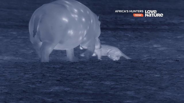 Африканские охотники / Africa's Hunters : Последыш 4 серия 4K смотреть онлайн