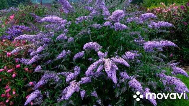 Буддлея Давида (Осенняя сирень) смотреть онлайн