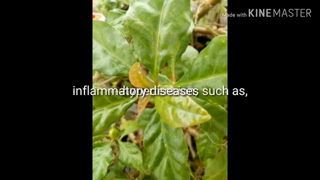 Rose cactus/Pereskia bleo Intriguing plant with many applications. смотреть онлайн