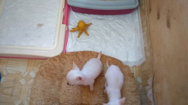 Чихуахуа щенки 2,5 мес. смотреть онлайн