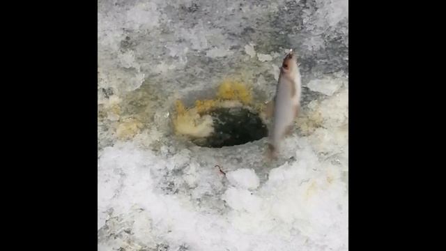 Расставили жерлицы на рассвете и щука показала актив.Рыбалка в декабре 2019-2020. смотреть онлайн