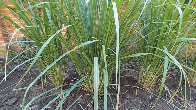 Лемонграсс, лимонная трава или цитронелла. Lemongrass. смотреть онлайн