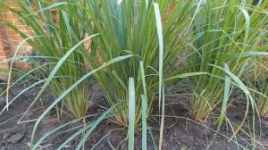 Лемонграсс, лимонная трава или цитронелла. Lemongrass.