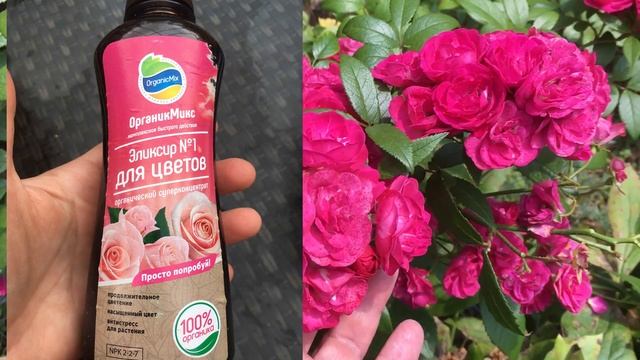 Розы с Органик Микс смотреть онлайн