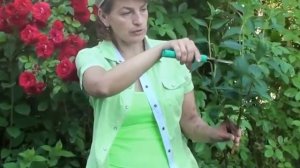 Плетистая роза, размножение и уход за ней.