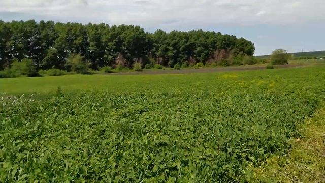 Плуг ПЦ 1-18 первый опыт пахоты с оборотным плугом. смотреть онлайн