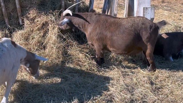 Goat Sounds with Relaxing Music смотреть онлайн