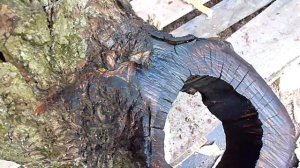 Кашпо из дуба или цветущий пень своими руками.