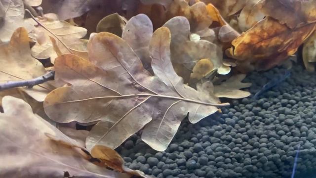 About transvestite fish - Nanochromis transvestitus смотреть онлайн