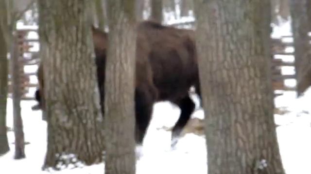Пестрые картинки из Полесского заповедника-5 смотреть онлайн