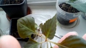 Бальзамин пропадает. Что делать?