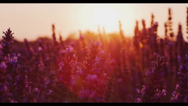 Flowers Lavender Free Background Videos, No Copyright Background | All Background Video смотреть онлайн