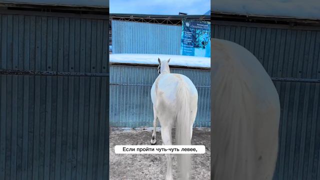 Техника безопасности. Часть I. «Как правильно обходить лошадь» смотреть онлайн