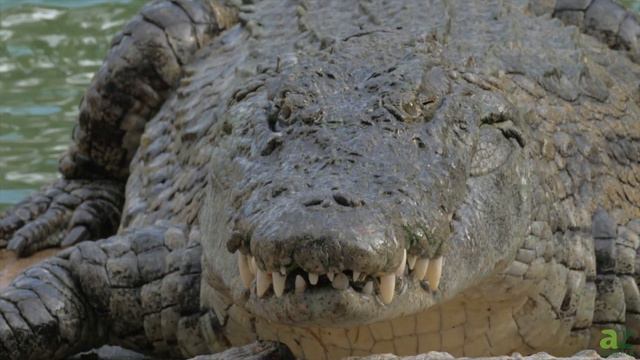 Alligator vs Crocodile: Key Differences and Who Wins a Fight? смотреть онлайн