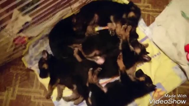 Щенки Немецкой овчарки. Сон час ? смотреть онлайн
