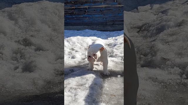 Артист. Бульдог(англ.) 2.5 мес смотреть онлайн