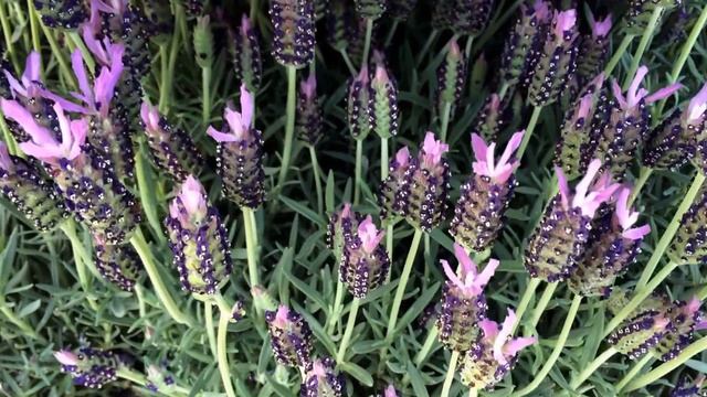 Lavandula stoechas смотреть онлайн