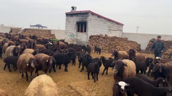 ÇELENG VE POZGEWR OYNUYOR - KOYUNLARI İLAÇLIYORUZ