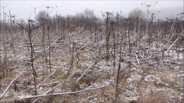 ЗАБРОШЕННАЯ ФЕРМА/КОПАЮ МЕТАЛЛ В НЕПОГОДУ!!! №126 смотреть онлайн