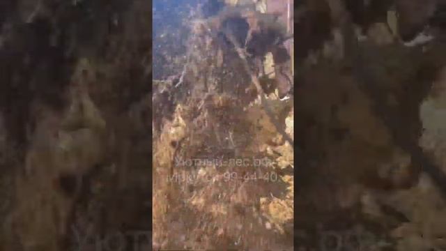 Наводим порядок на участке 20 соток смотреть онлайн