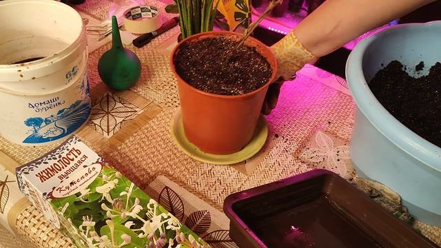 мои новенькие растения для дома и дачи смотреть онлайн