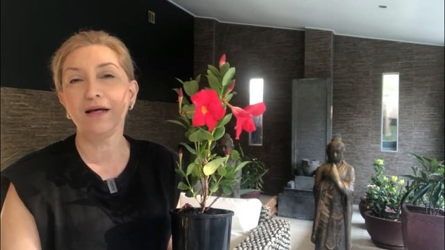 MANDEVİLLA ÇİÇEĞİ BAKIMI-mandevilla sarmaşığı-diplandenia-sundavilla ile ilgili bütün püf noktaları смотреть онлайн