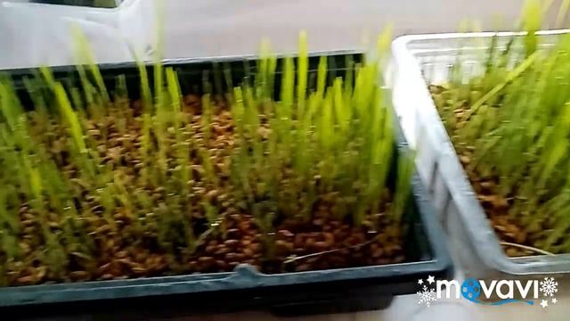 Проращиваю зерно для кур и цыплят ??? смотреть онлайн