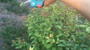 Спирея летнего цветения и сроки  ее обрезки.