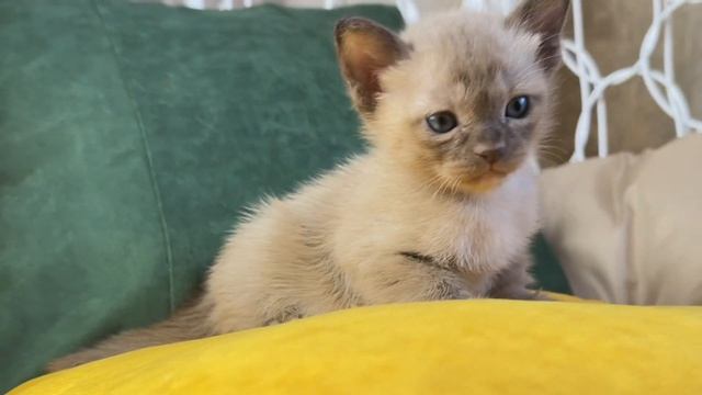 ДОМАШНИЙ СИМБА - это ДАРЛИНГ ДОМ ГУЧИ, шоколадный котенок, европейская бурма. ДР 27.09.2023 смотреть онлайн