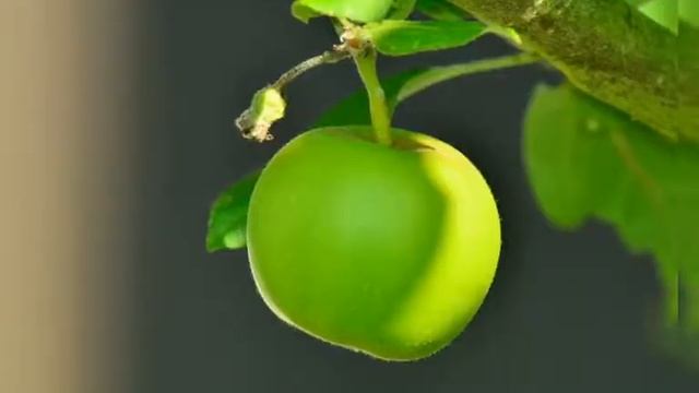 ЦВЕТОТЕРАПИЯ. ЛЕЧЕНИЕ РАДУГОЙ. ЗЕЛЁНЫЙ смотреть онлайн