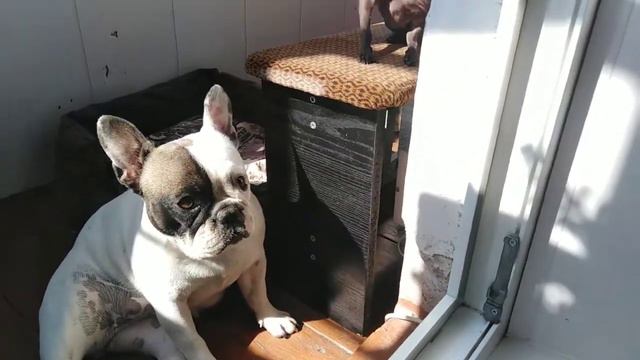 Собачки лают на НЛО или шарики. Собачки на солнце. Кусочек из жизни франц. бульдога и той терьера. смотреть онлайн