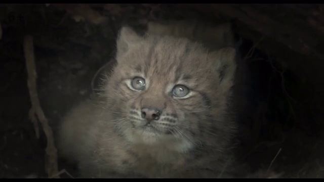 Дикие кошки (2023) смотреть онлайн