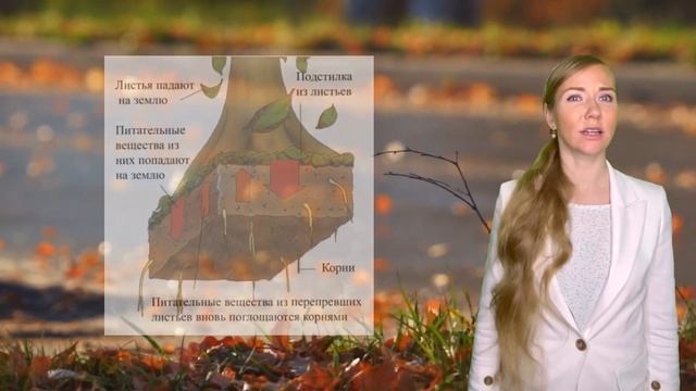 Почему растения осенью сбрасывают листву? смотреть онлайн