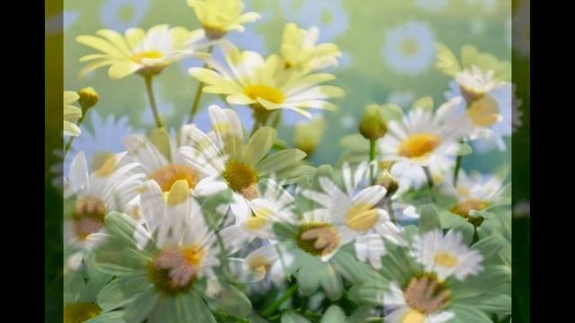 Красивые Ромашки\BeautifulFlowers