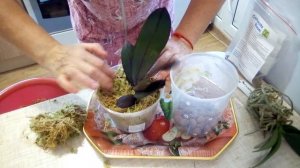 Посадка орхидей в мох сфагнум.