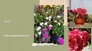 Питомник растений Garden Flora NN в Нижнем Новгороде