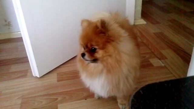 Миха разговаривает