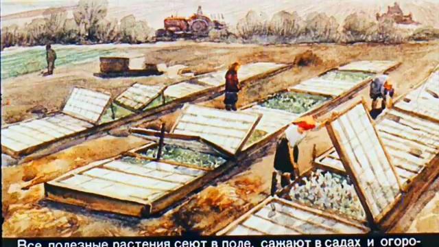 Растения культурные и дикорастущие смотреть онлайн