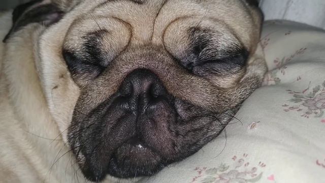 Мопс храпит смотреть онлайн