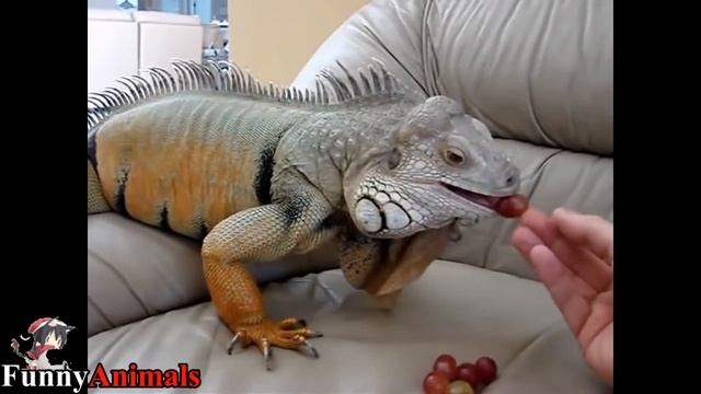Connect two worlds►Pet Wild Animals►Tiger,Leopard,Jaguar,Crocodile,Eagle,Bear смотреть онлайн