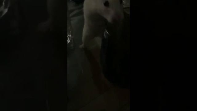 просто Рождество скоро и она в поисках подарка смотреть онлайн