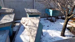Ленивый пчеловод. Ветром свалило улей. Что делать?