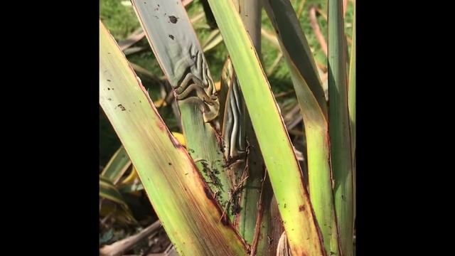 How To Divide And Propagate Phormium, Dividing New Zealand Flax, Plant Propagation смотреть онлайн