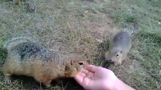 Позитив и суслики. Красноярск. Все на остров, суслики ждут! смотреть онлайн