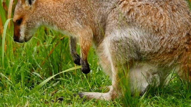 Red-necked Wallaby (Macropus rufogriseus banksianus ♀) with Joey [1] смотреть онлайн