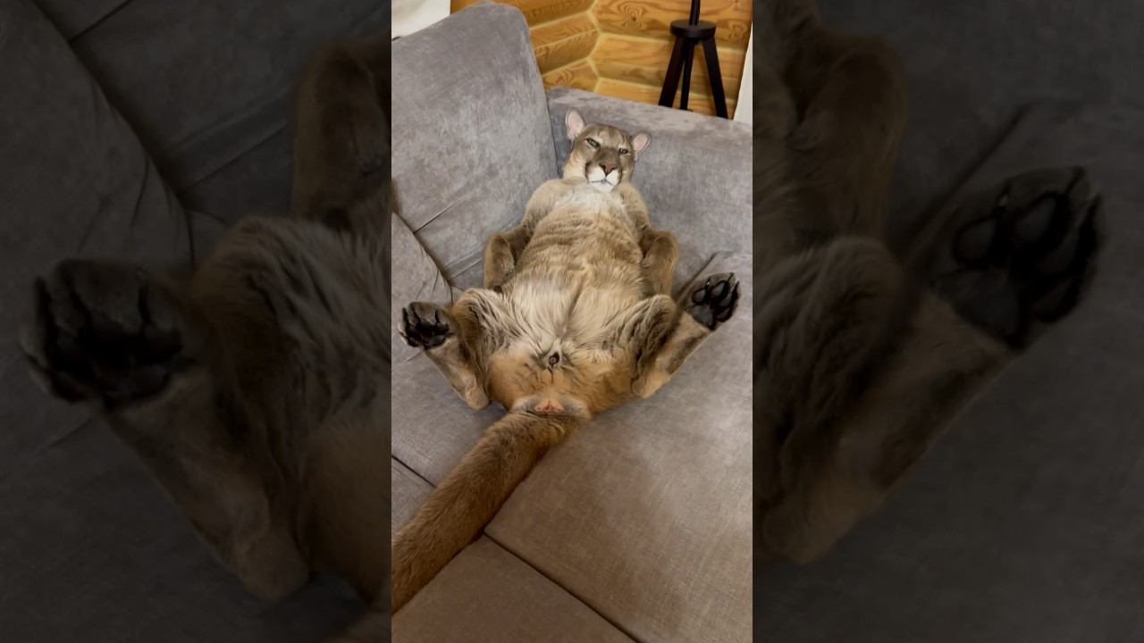 relaxed big cat смотреть онлайн