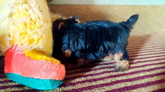Как выглядит щенок йоркширского терьера. What does a Yorkshire Terrier puppy look like? смотреть онлайн