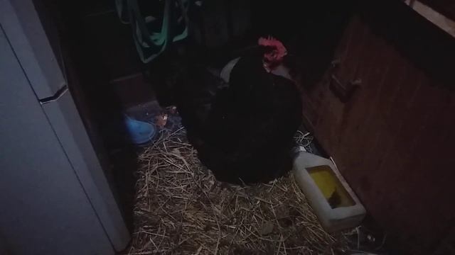 Как я лечу ,,вертячку,, у курочки. смотреть онлайн