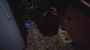 Как я лечу ,,вертячку,, у курочки.